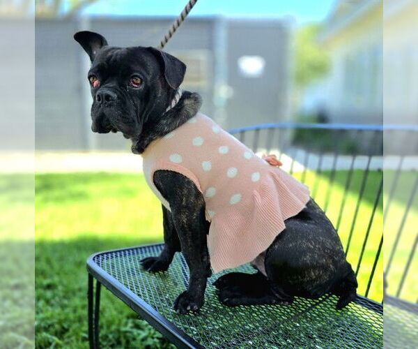 Medium Photo #3 French Bulldog-Staffordshire Bull Terrier Mix Puppy For Sale in Long Beach, CA, USA