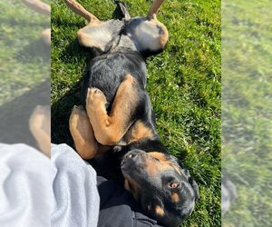Rottweiler-Unknown Mix Dogs for adoption in Woodland, CA, USA