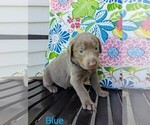 Small Photo #13 Labrador Retriever Puppy For Sale in ATHOL, ID, USA