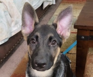 German Shepherd Dog Puppy for sale in WINTERVILLE, GA, USA