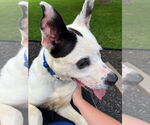 Small #3 American Pit Bull Terrier Mix