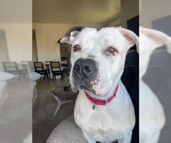 Medium Photo #18 American Staffordshire Terrier Puppy For Sale in Lake Forest, CA, USA
