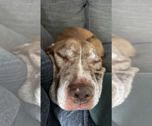 Medium Photo #19 American Pit Bull Terrier-Unknown Mix Puppy For Sale in Germantown, OH, USA