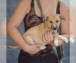 Small #1 Mutt