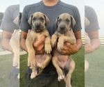 Puppy 3 Great Dane
