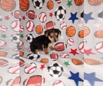 Small #9 YorkiePoo