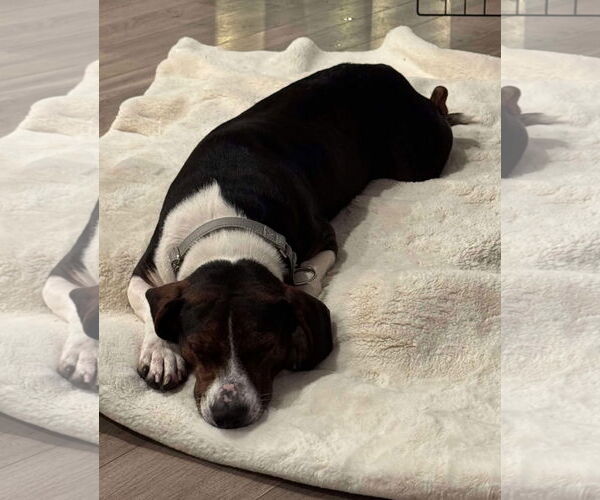 Medium Photo #6 Beagle-Unknown Mix Puppy For Sale in Woodbury, NY, USA