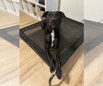 Small #1 Labrador Retriever Mix