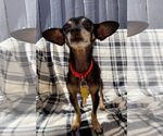 Small #9 Chihuahua Mix