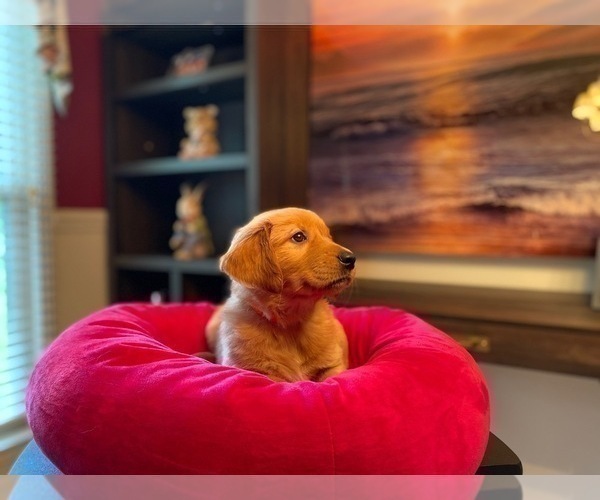 Medium Photo #15 Golden Retriever Puppy For Sale in SANFORD, NC, USA