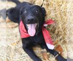 Small Labrador Retriever Mix