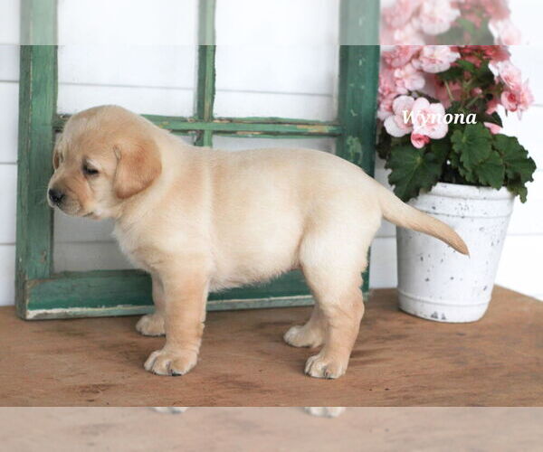 Medium Photo #8 Labrador Retriever Puppy For Sale in STANLEY, NY, USA