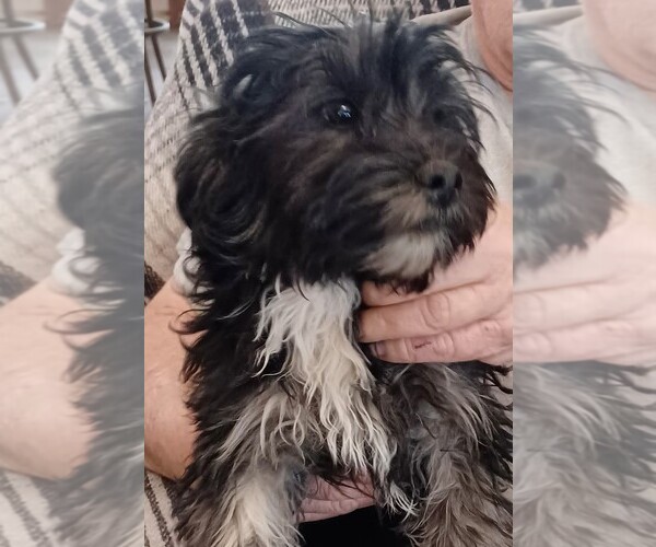 Medium Photo #3 Hava-Apso Puppy For Sale in AMADO, AZ, USA