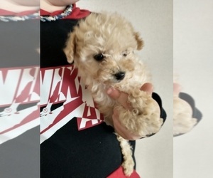 Bichpoo Puppy for sale in SPENCER, TN, USA
