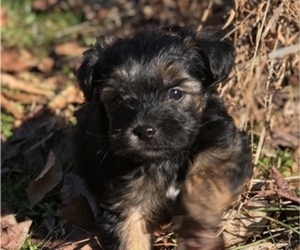 YorkiePoo Puppy for sale in STRUNK, KY, USA