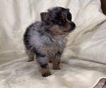 Small #1 Pomeranian