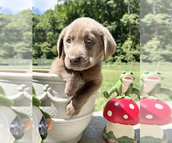Medium Photo #9 Labrador Retriever Puppy For Sale in NEOLA, WV, USA