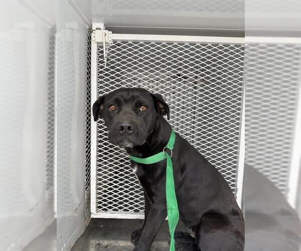 Medium Photo #1 Mutt Puppy For Sale in Bakersfield, CA, USA