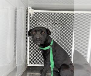 Mutt Dogs for adoption in Bakersfield, CA, USA