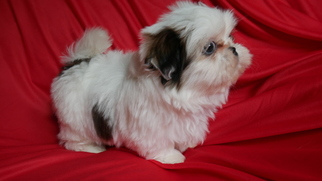 Shih Tzu Puppy for sale in KENSINGTON, OH, USA