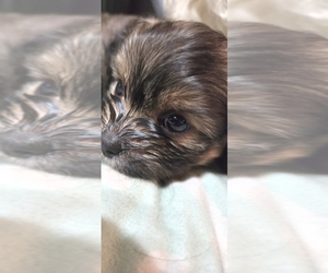 Maltipom Puppy for Sale in HUDSON, Massachusetts USA