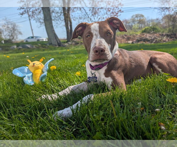 Medium Photo #14 Mutt Puppy For Sale in Oak Bluffs, MA, USA