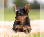 Small Photo #93 Yorkshire Terrier Puppy For Sale in WARSAW, IN, USA