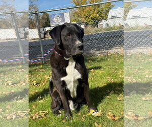 Goofy - Male Mutt Dog for Adoption - Photo #3