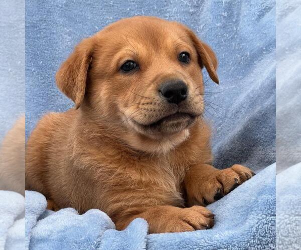 Medium Photo #2 Labrador Retriever-Unknown Mix Puppy For Sale in San Diego, CA, USA