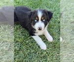 Puppy Hanky Blue Eyes Australian Shepherd
