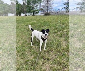 Labrador Retriever-Retriever  Mix Dogs for adoption in Bridgewater, NJ, USA