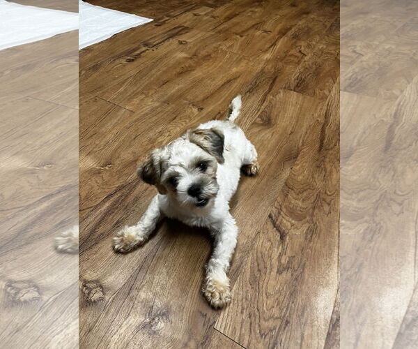 Medium Photo #3 Shih Tzu-Unknown Mix Puppy For Sale in Grafton, WI, USA