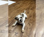 Small #2 Shih Tzu Mix