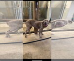 Small #3 Neapolitan Mastiff