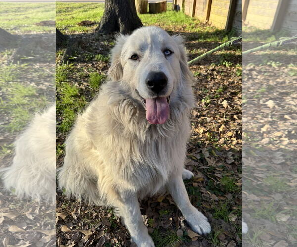 Medium Photo #16 Great Pyrenees Puppy For Sale in Spring, TX, USA