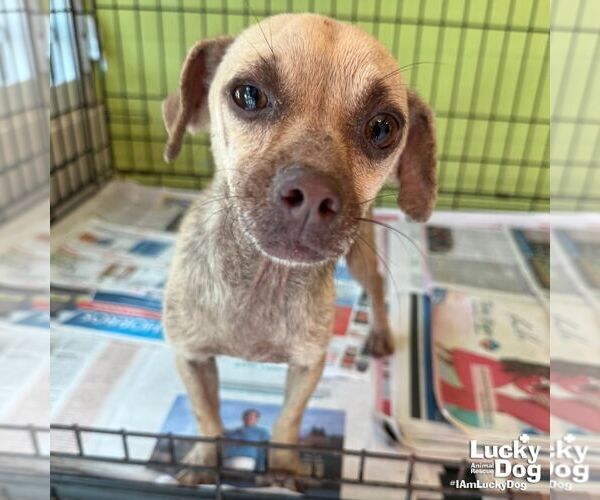 Medium Photo #3 Chihuahua-Unknown Mix Puppy For Sale in Washington, DC, USA