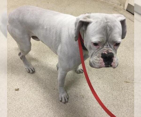 Medium Photo #1 Boxer Puppy For Sale in Riverside, CA, USA