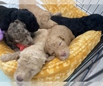 Small Photo #1 Miniature Labradoodle Puppy For Sale in CAMERON, SC, USA