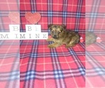 Small Photo #12 -Yorkshire Terrier Mix Puppy For Sale in LAPEER, MI, USA
