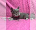 Summer - Female French Bulldog Puppy for Sale - Photo #2