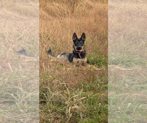 Medium Photo #1 German Shepherd Dog-Unknown Mix Puppy For Sale in New Oxford , PA, USA