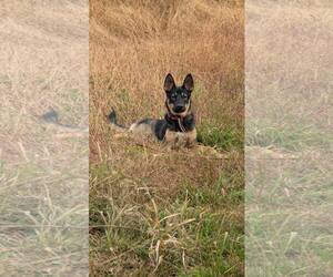 German Shepherd Dog-Unknown Mix Dogs for adoption in New Oxford , PA, USA