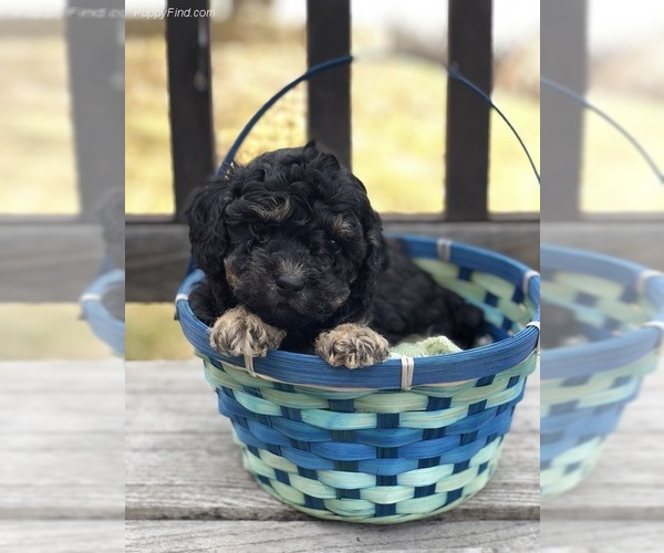 Medium Photo #1 Poodle (Toy) Puppy For Sale in FORT WORTH, TX, USA
