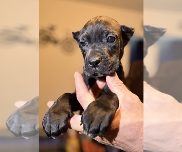 Medium Photo #12 Cane Corso Puppy For Sale in ANDERSON, IN, USA