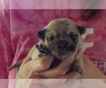 Small Photo #2 French Bullhuahua Puppy For Sale in SPRAGGS, PA, USA