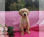 Small Photo #9 Golden Retriever Puppy For Sale in SHERIDAN, MI, USA