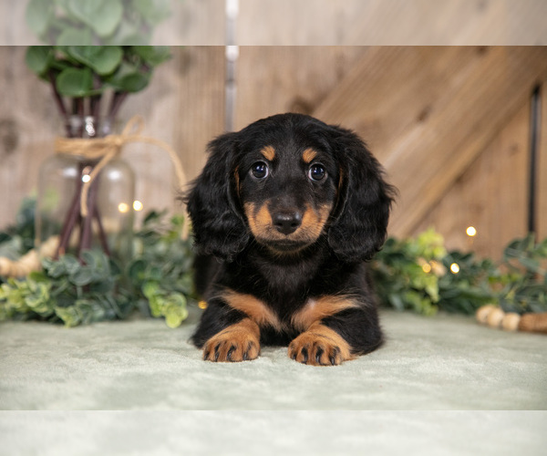 Medium Photo #2 Dachshund Puppy For Sale in GREENWICH, OH, USA