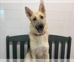 Small German Shepherd Dog Mix