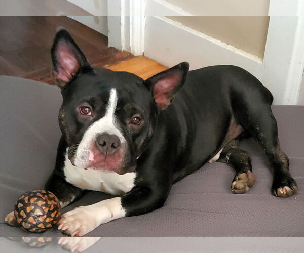 Medium Photo #9 Bulldog-Unknown Mix Puppy For Sale in Hillsboro, NH, USA