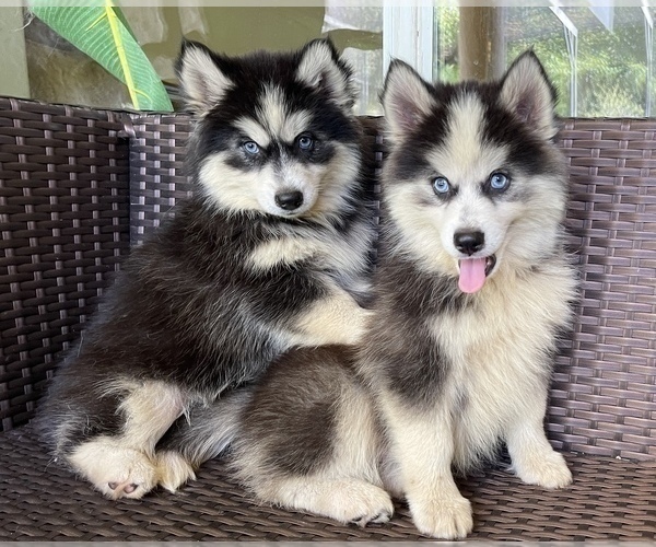 Medium Photo #6 Pomsky-Siberian Husky Mix Puppy For Sale in WINDERMERE, FL, USA